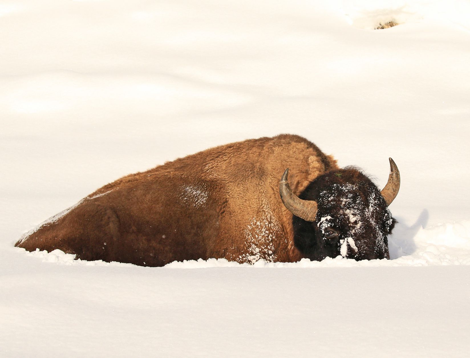 A Bison rests in the deep snow